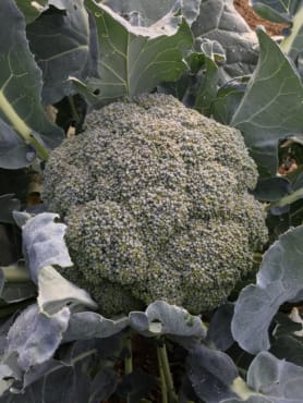 Green Magic Broccoli