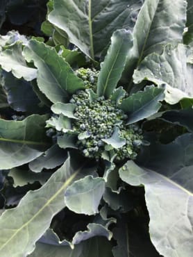 Piracicaba Non-heading Broccoli