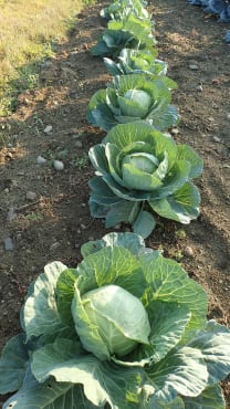 Golden Acre Cabbage