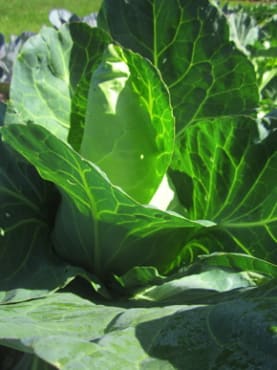 Early Jersey Wakefield Cabbage