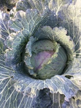 January King Cabbage