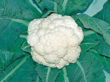 Charming Snow Cauliflower