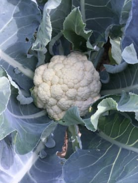 Fujiyana Cauliflower