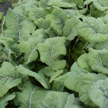 Madeley Kale