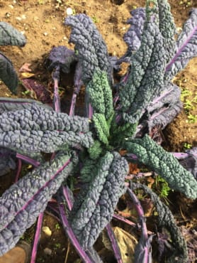 Dazzling Blue Kale