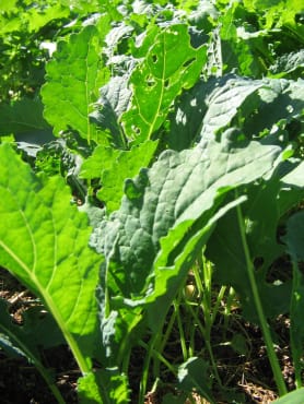 Nero di Tuscana Lacinato Kale