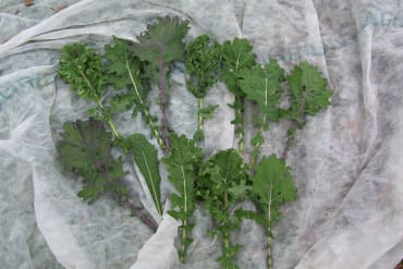 kale blend
