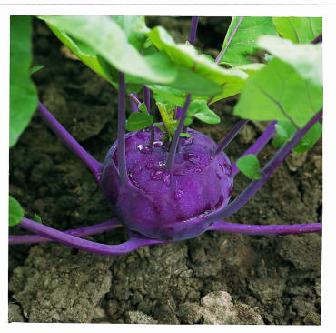 kolibri kohlrabi