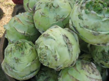 Gigante Kohlrabi