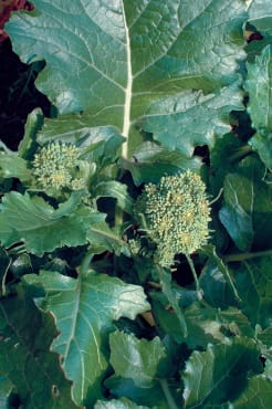 quarantina broccoli raab