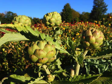 imperial star artichoke