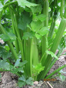 Ventura Celery
