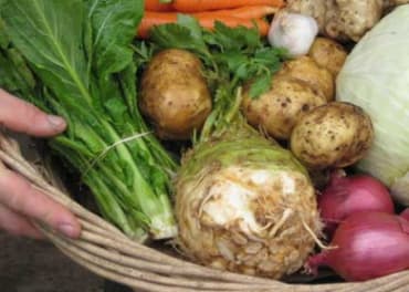Monarch Celeriac