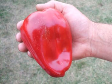 takii’s new ace sweet bell pepper