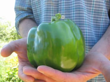 revolution sweet bell pepper
