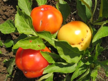 klari baby cheese cheese pepper