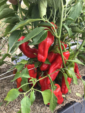 resilient shishito eco elongated sweet pepper