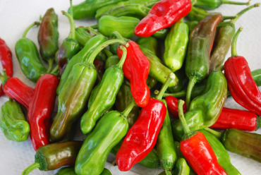 greek pepperoncini elongated sweet pepper