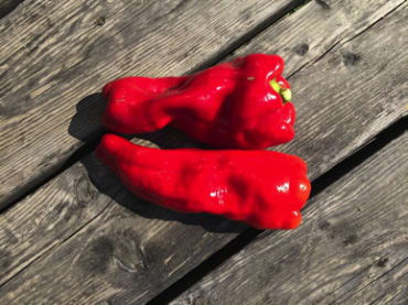 Cubanelle Semi-Sweet Pepper