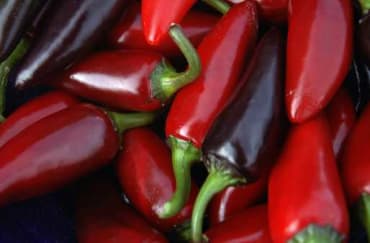 czech black hot pepper