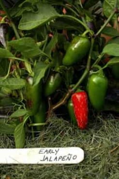 early jalapeño hot pepper