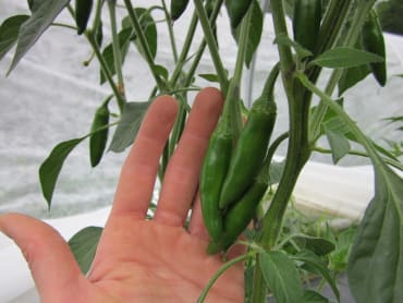 hidalgo serrano eco hot pepper