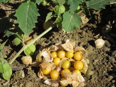 Aunt Molly’s Ground Cherry
