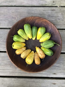queen of malinalco tomatillo
