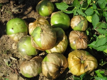purple blush tomatillo
