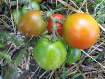 glacier slicing tomato