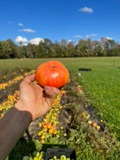 mountain spirit slicing tomato