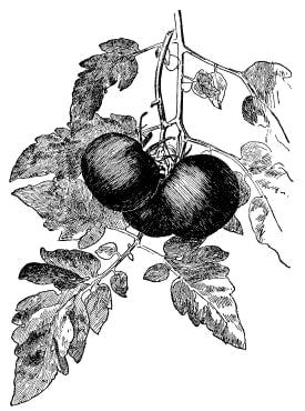 black prince slicing tomato