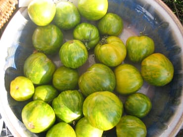 Green Zebra Tomato