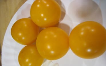 Honeydrop Cherry Tomato