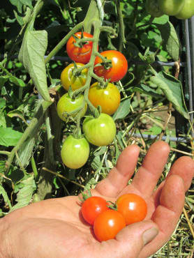 peacevine small-fruited tomato
