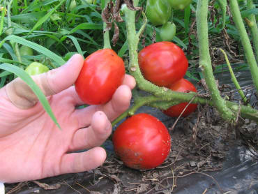 Heinz 2653 Paste Tomato