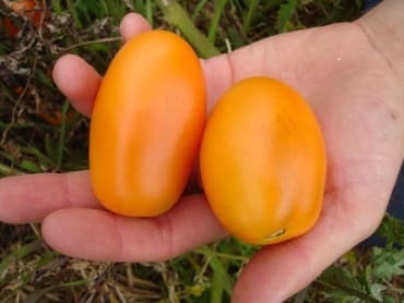 Orange Banana Paste Tomato