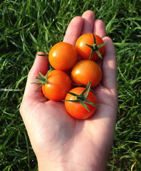 sun gold small-fruited tomato