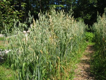 terra hulless oats organic