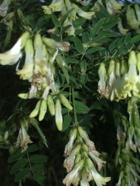 Astragalus