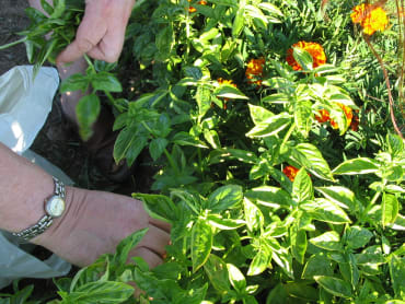 sweet basil organic