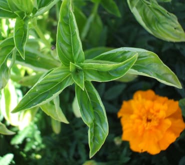 genovese basil organic
