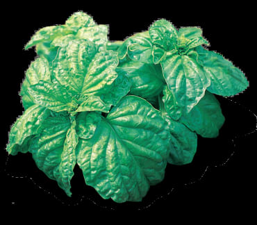 Mammoth Basil