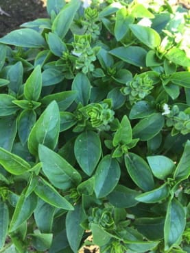 Spicy Globe Basil