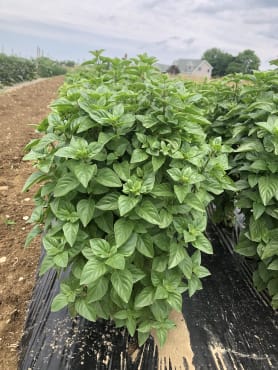 Sweet Dani Lemon Basil