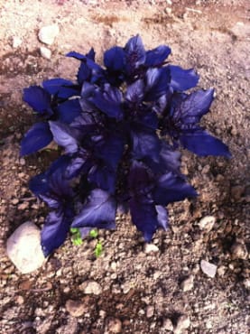 Round Midnight Purple Basil