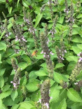 Kapoor Sacred Basil