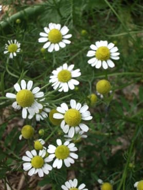 Zloty Lan Chamomile