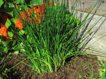 Chives