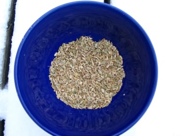 Fennel seed strain